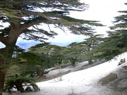Cedars of Lebanon at Barouk