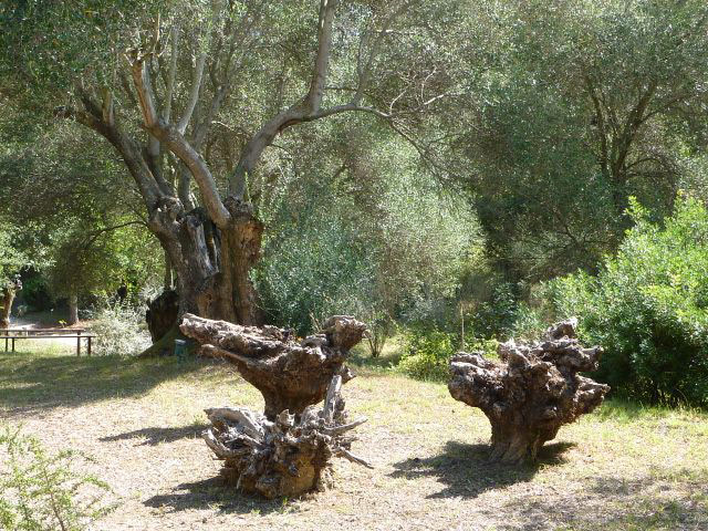 Cephalonia Botanica, Greece