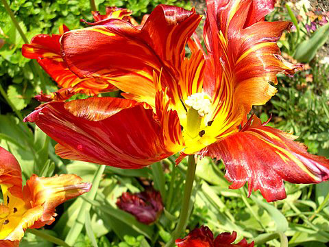 Tulips, Cerney House Gardens