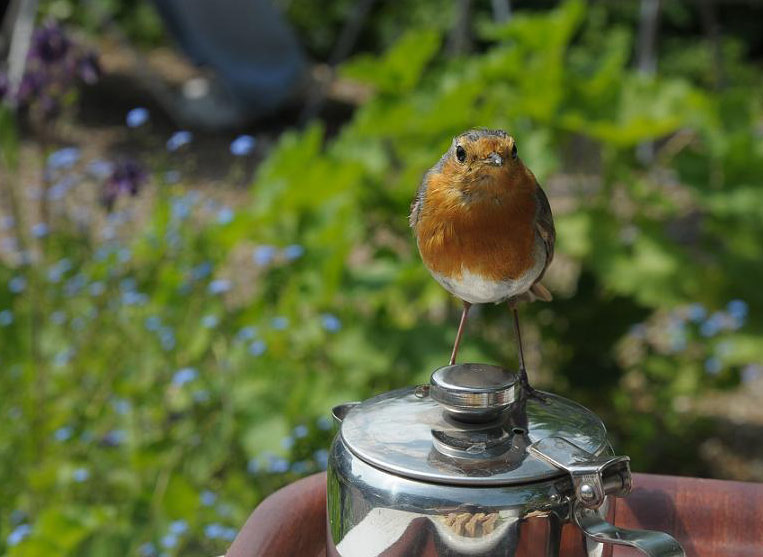 Robin, Charleston Farmhouse Garden