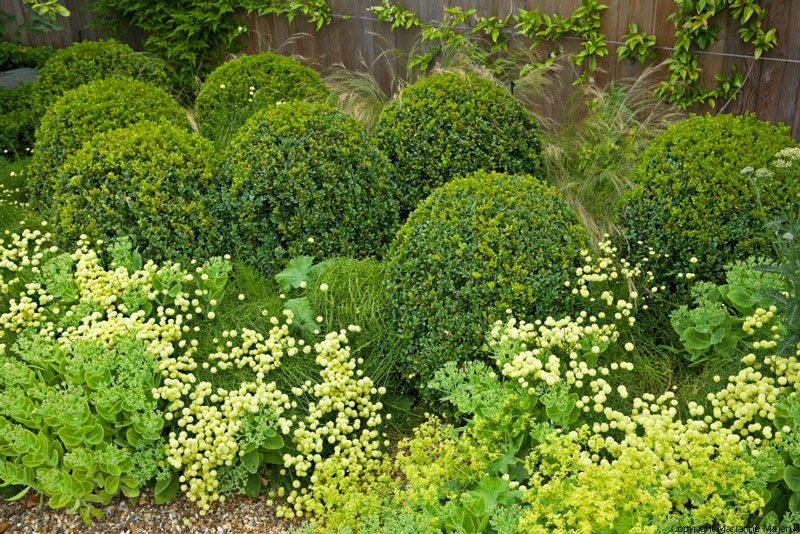Planting, Charlotte Rowe Garden Design