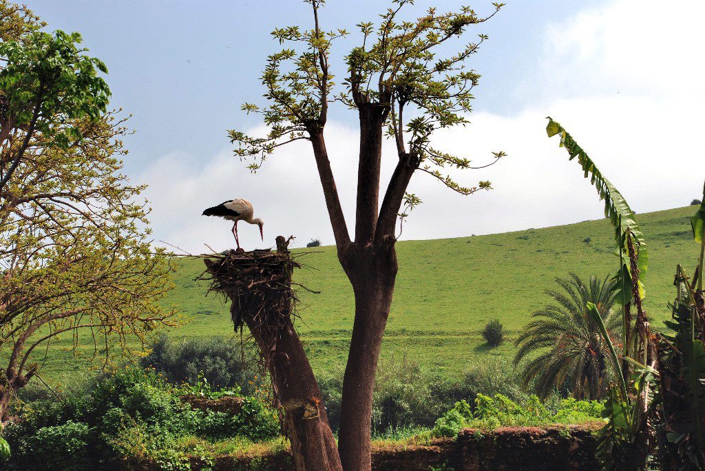 Chellah Garden, Rabat