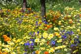 Chelsea Flower Show