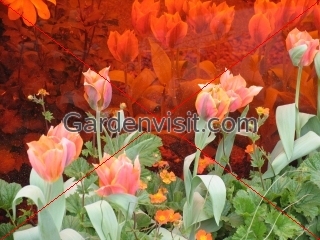 Chelsea Flower Show, London,