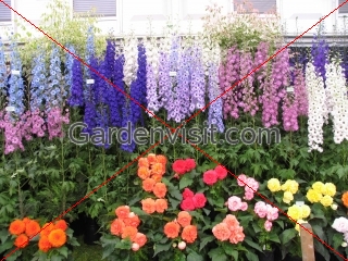 Delphiniums, Chelsea Flower Show, London,