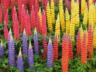 Lupins, Chelsea Flower Show, London,