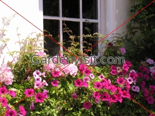 Chelsea Window Box