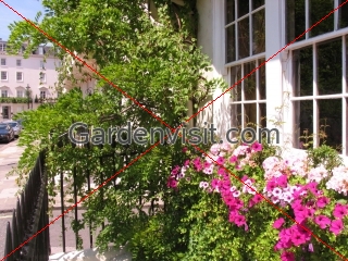 Chelsea Windowbox