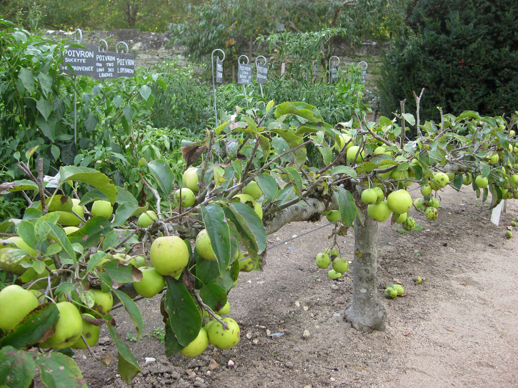 Apple Espalier