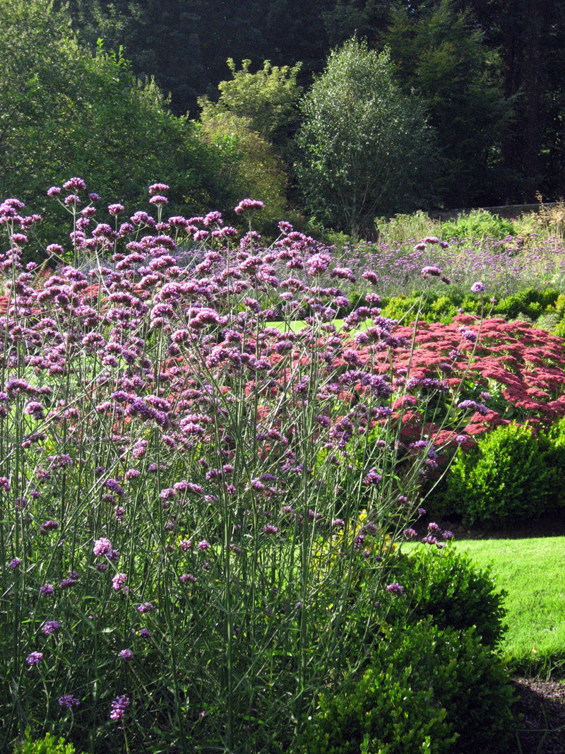 Verbena, Chesters Walled Garden