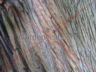 Chestnut Bark
