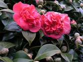 New Zealand Flora, Christchurch