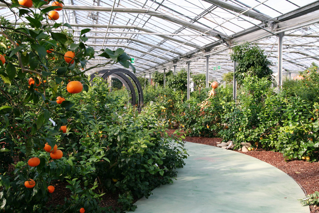 Citrus Garden, Tuscany