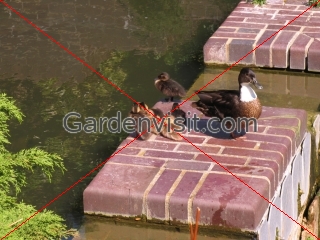 City Duck Family