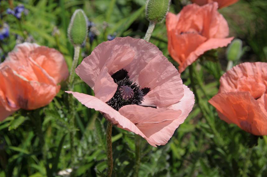 Claydon Estate Garden, Buckinghamshire