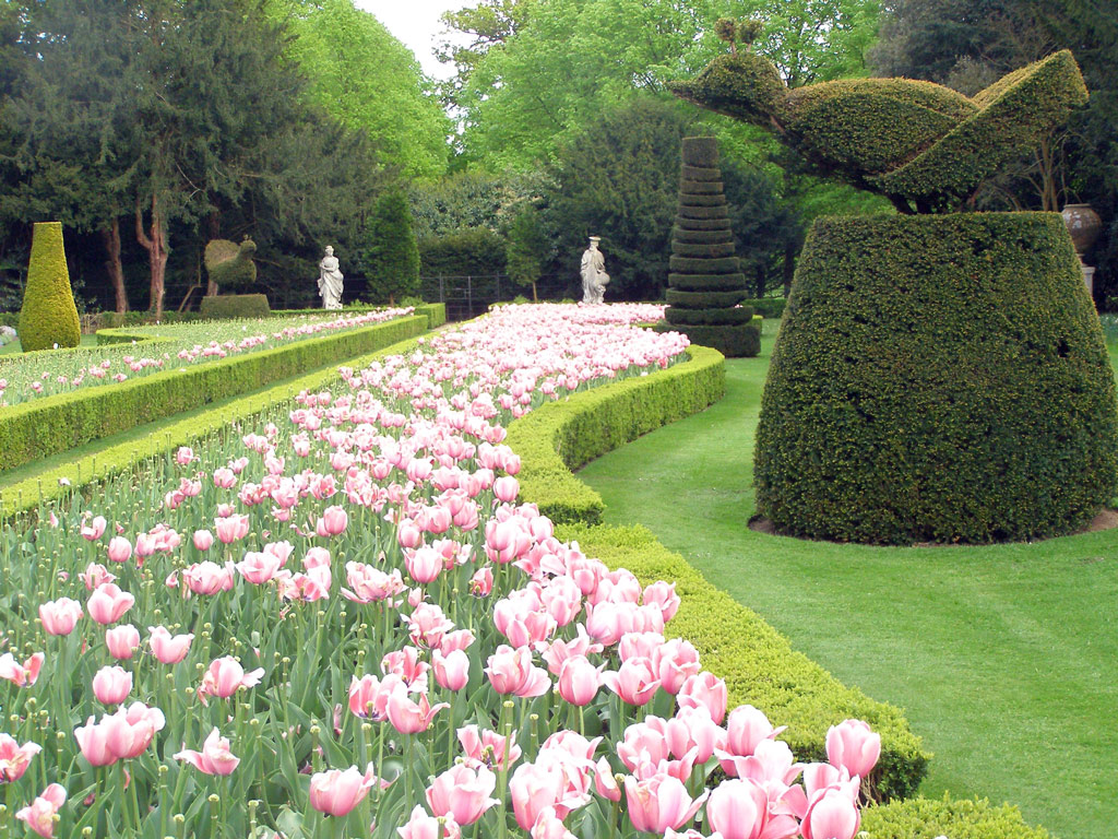 Tulips, Cliveden Garden