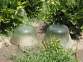 Garden cloches