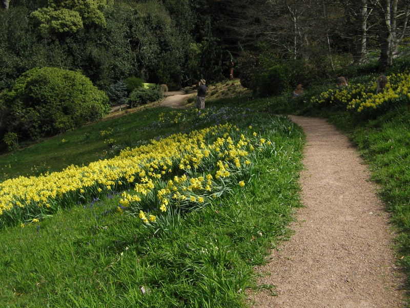 Daffodils, Cloudehill Gardens