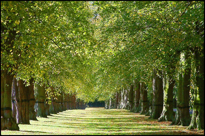 Clumber Park Brian
