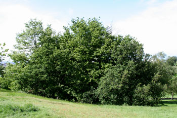 Planting design with clumps of trees