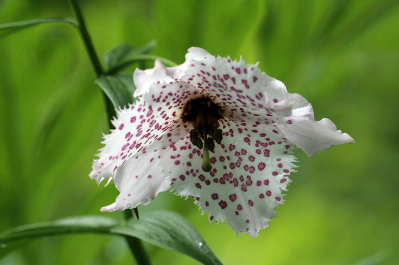 Cluny house flower