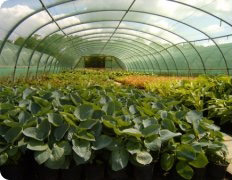 Coblands Nurseries, Berkshire