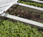 Cold frame propagating lettuce