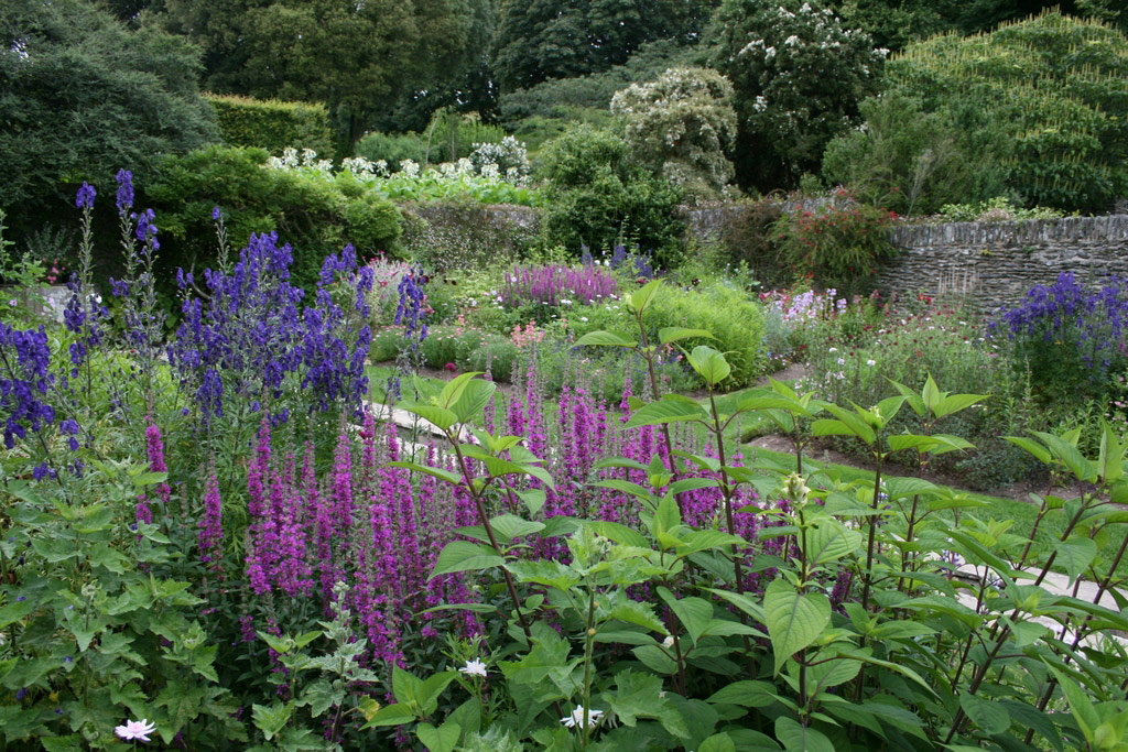 Coleton Fishacre Garden, July 2008