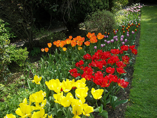 Tulips, Constable Burton Hall Garden