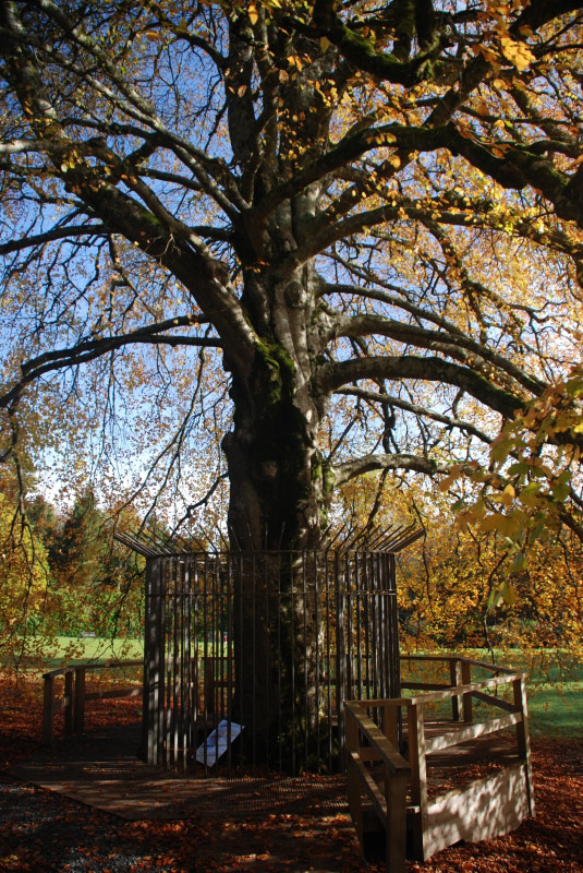 Autograph Tree, Coole Park