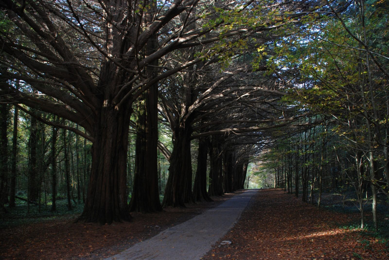 Cypress, Coole Park