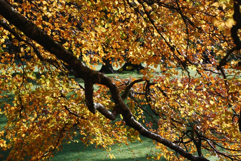 Signature Tree, Coole Park