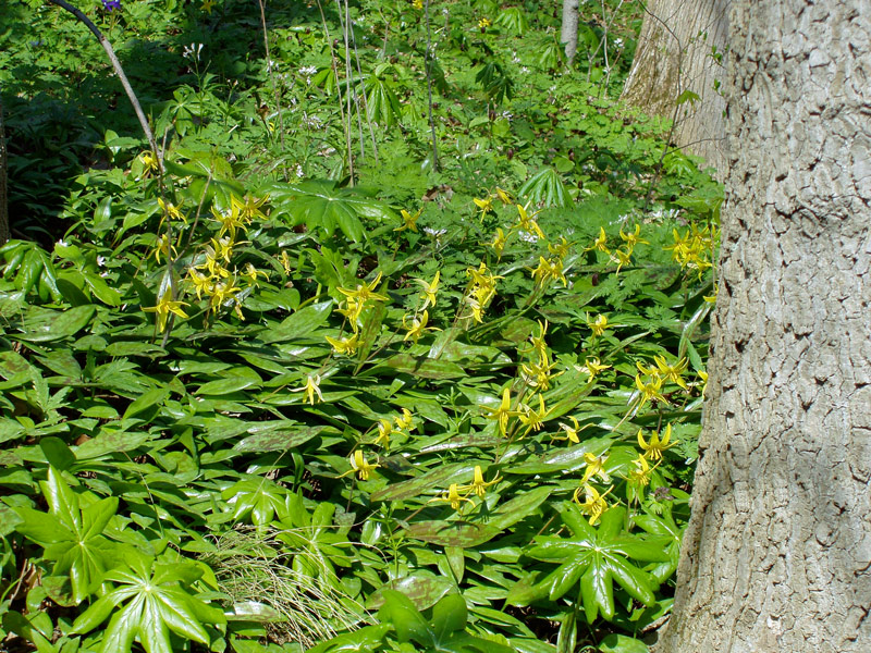 Core Arboretum, Morgantown