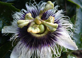 Costa Rica Flora