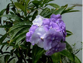 Costa Rica Flowers