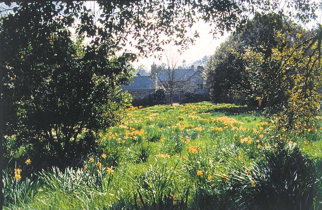 Daffodils, Cotehele Garden