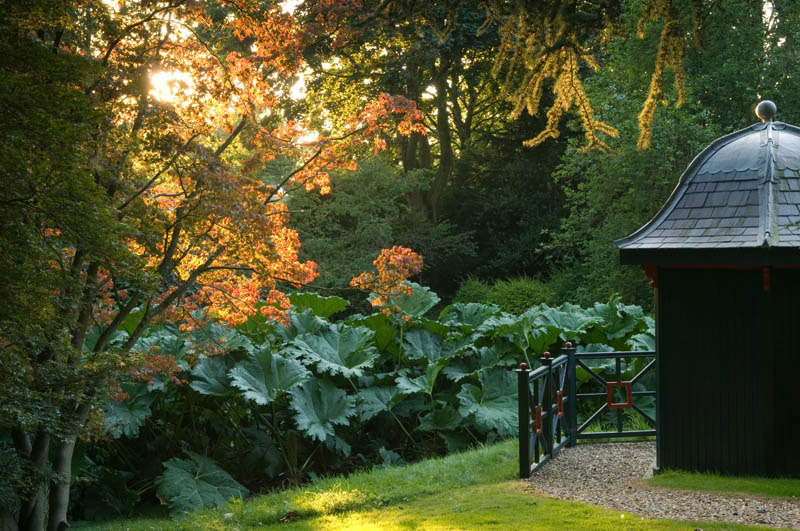Gunnera, Cottesbrooke Hall Gardens