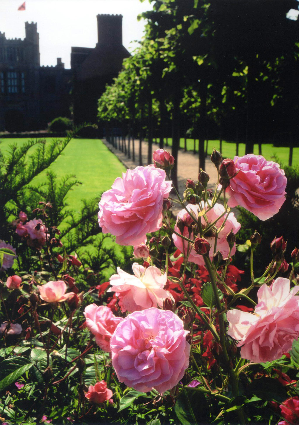 Roses, Coughton Court