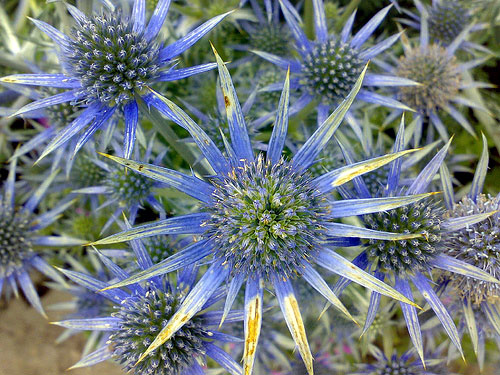 Coughton Court Garden, Warwickshire