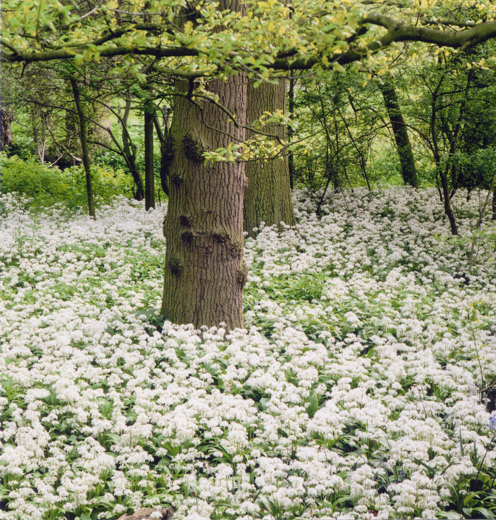 Garlic Wood, Coughton Court