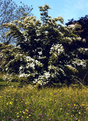 Courts garden