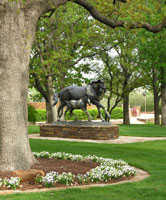 Cowboygardensoklahoma