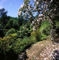 Craraegarden ntscotland