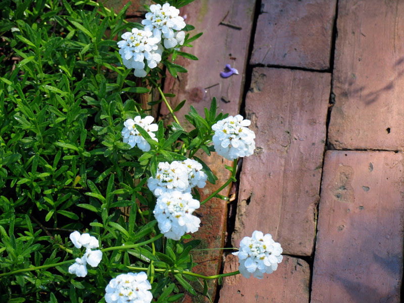 Iberis sempervirens, Cross Estate Gardens
