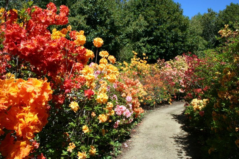 Azalea Walk, Cross Hills Garden