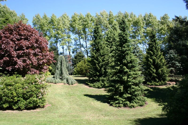 Garden Conifers