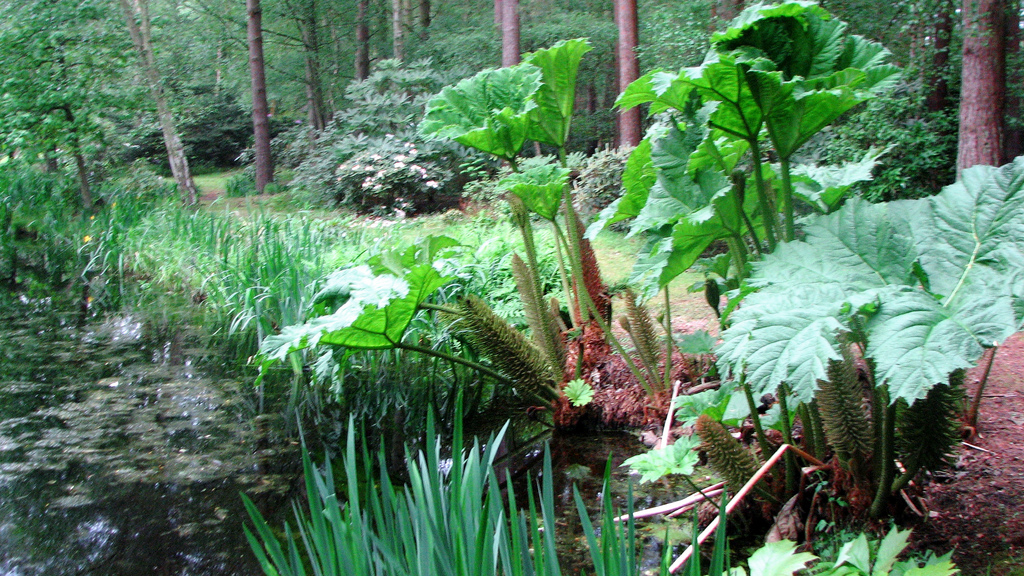 Crosswater Farm Garden Sea Breezes