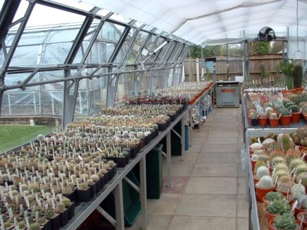 Croston Cactus, Lancashire