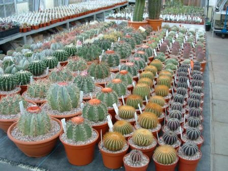 Croston Cactus Nursery