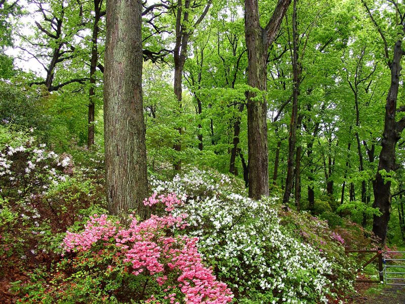 Crozer Arboretum, Pennsylvania